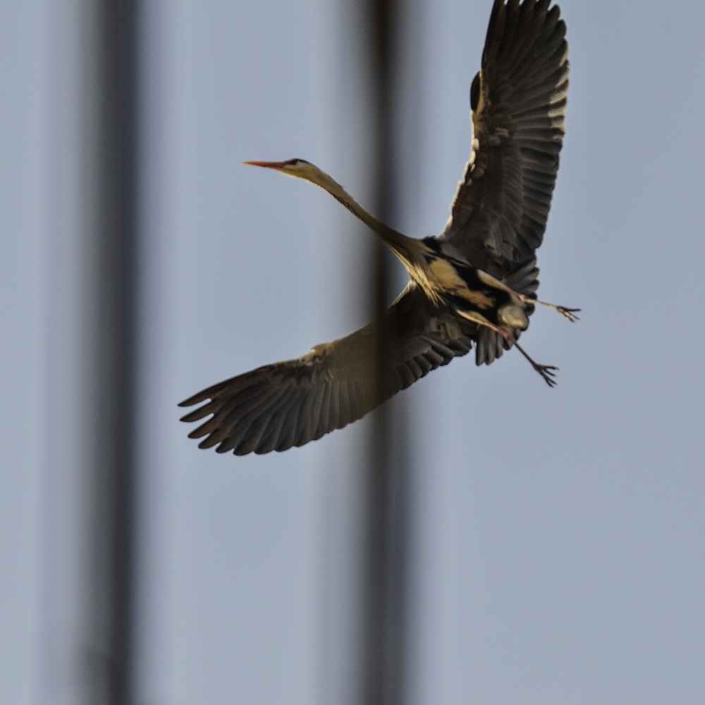 2015316ˮĥͷ a0861.jpg
