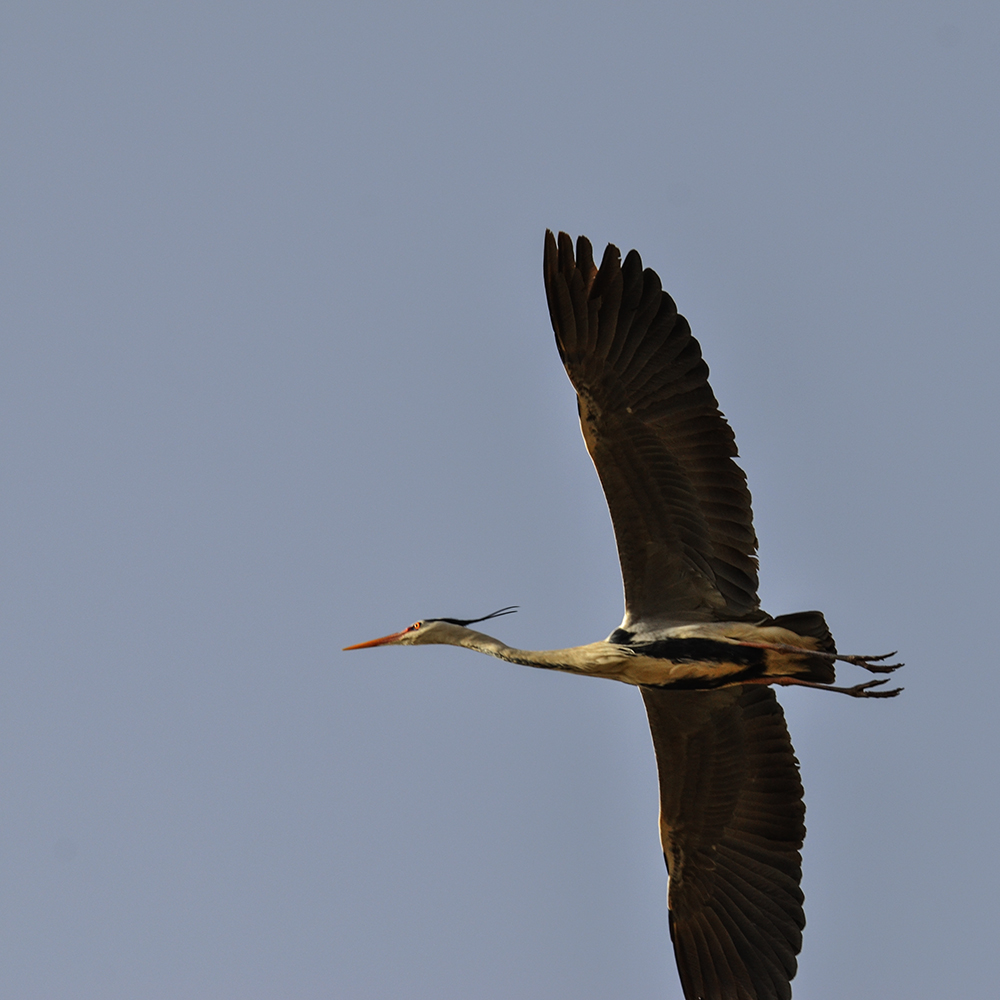 2015316ˮĥͷ a1091.jpg