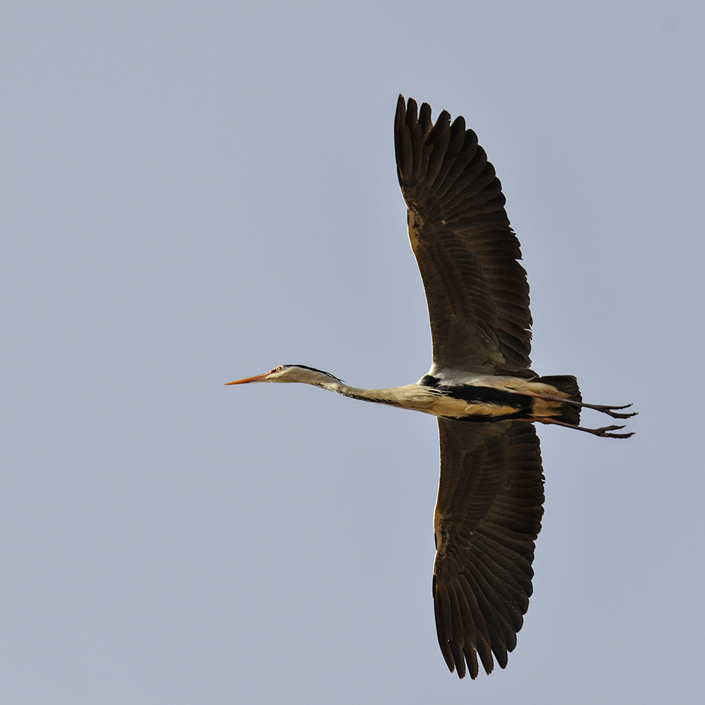 2015316ˮĥͷ a1081.jpg