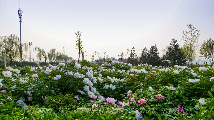 DSC_5777.jpg