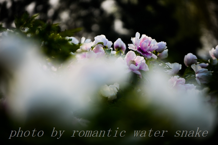 DSC_5786.jpg