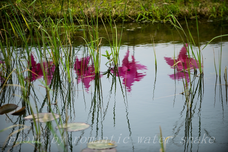 DSC_5766.jpg