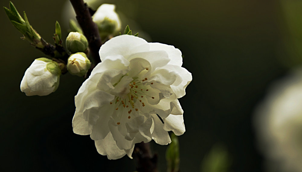 _DSC7931_.JPG