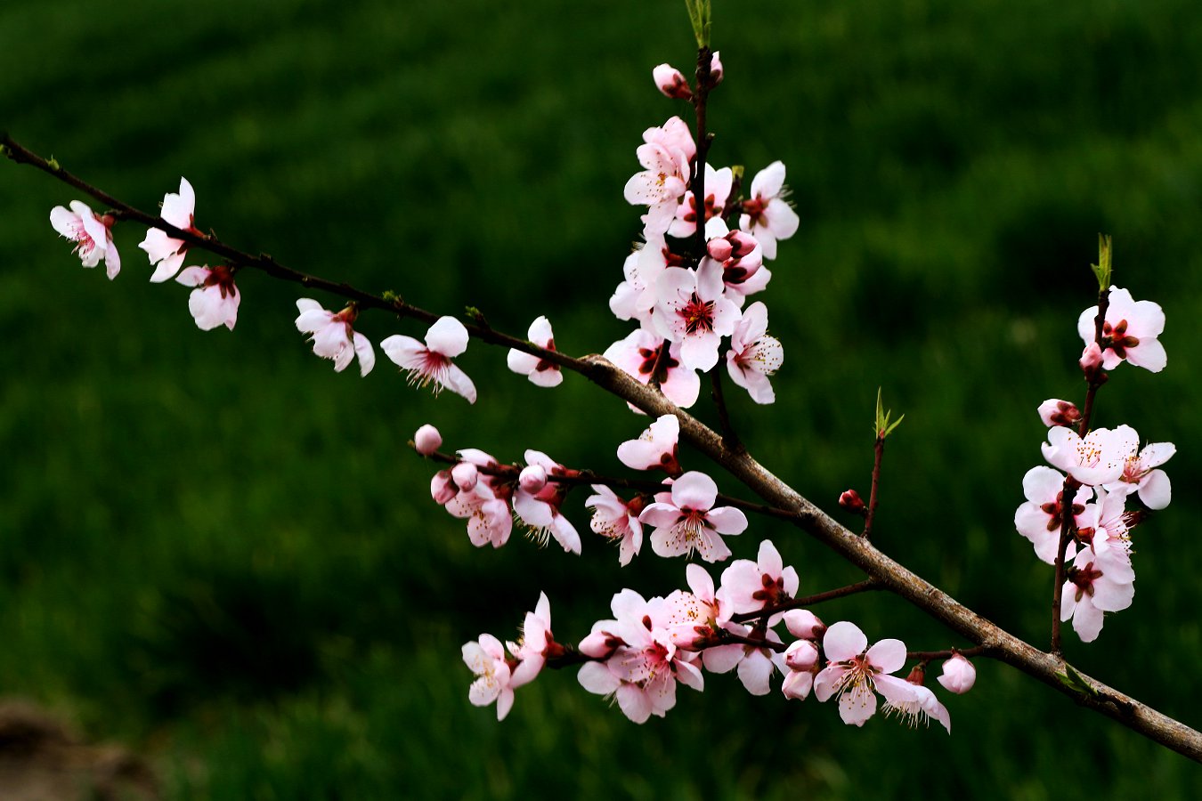 3Q2A1107129q.jpg