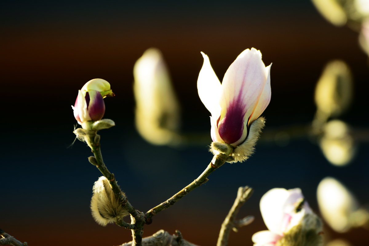 nEO_IMG__DSC0561.jpg