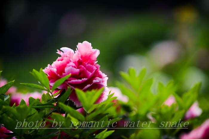 0_71842_9f95393783bd708.jpg