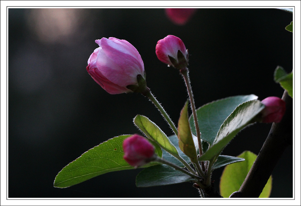 IMG_3904-2.jpg