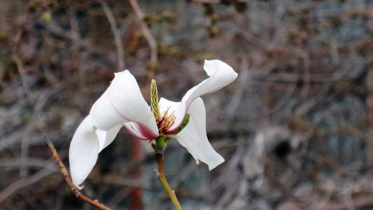 nEO_IMG_20150416_101846.jpg