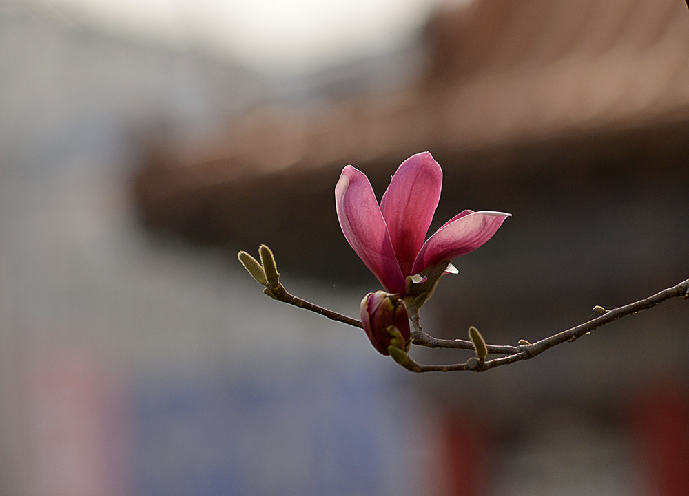 DSC_5900 .jpg