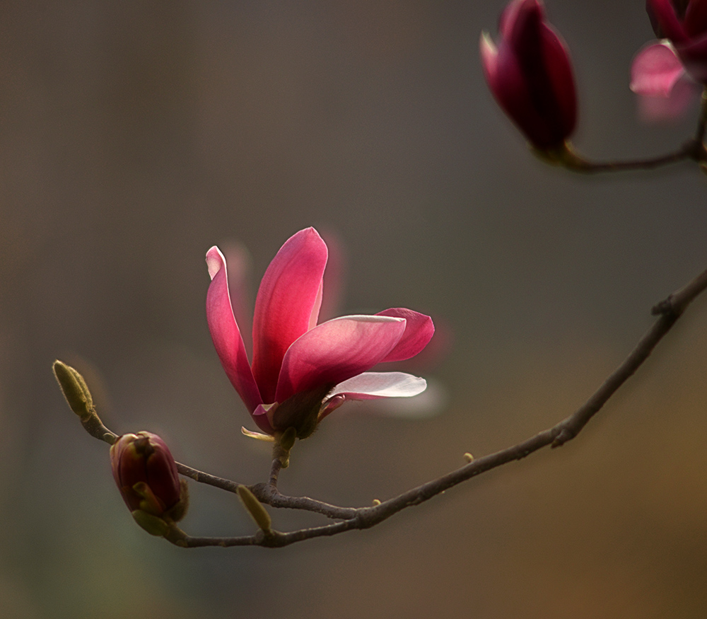DSC_5907 .jpg