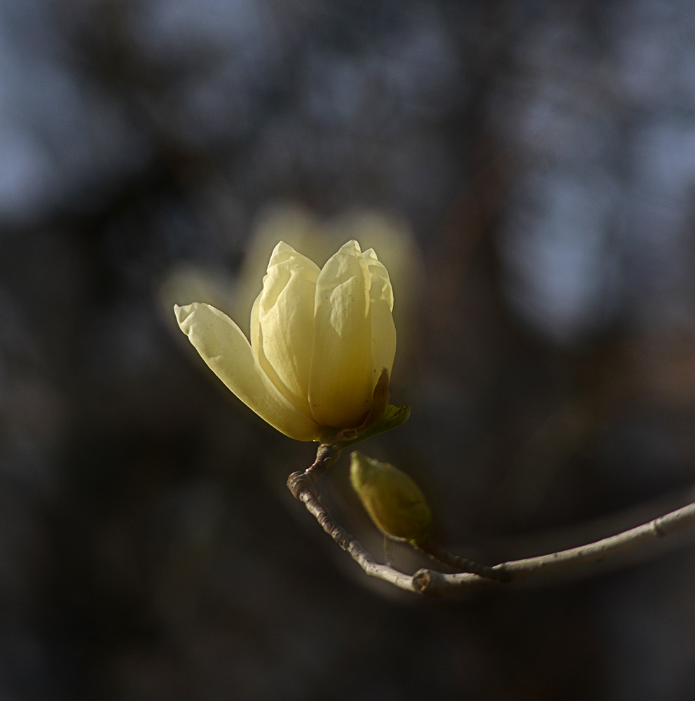 DSC_6041 .jpg