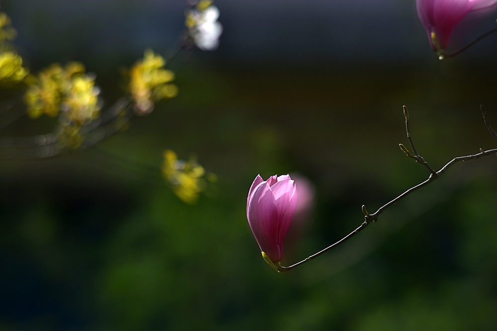 DSC_6616 .jpg