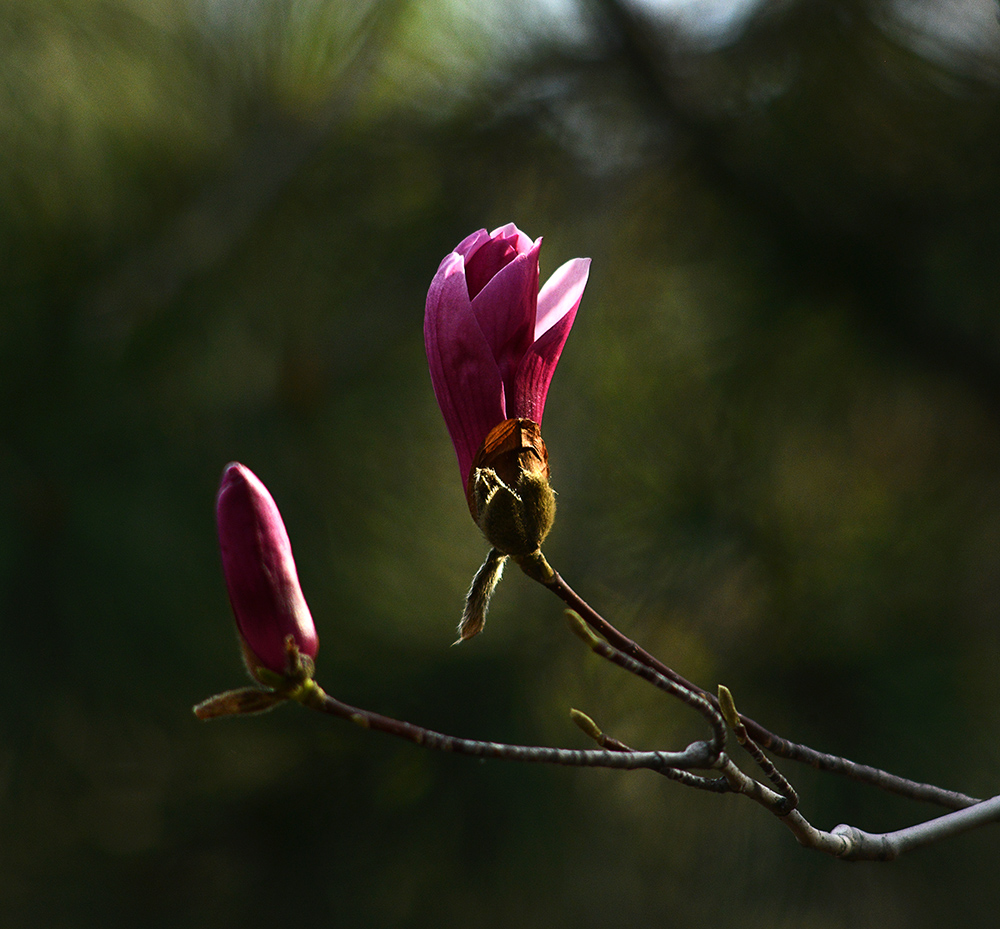 DSC_6656 .jpg