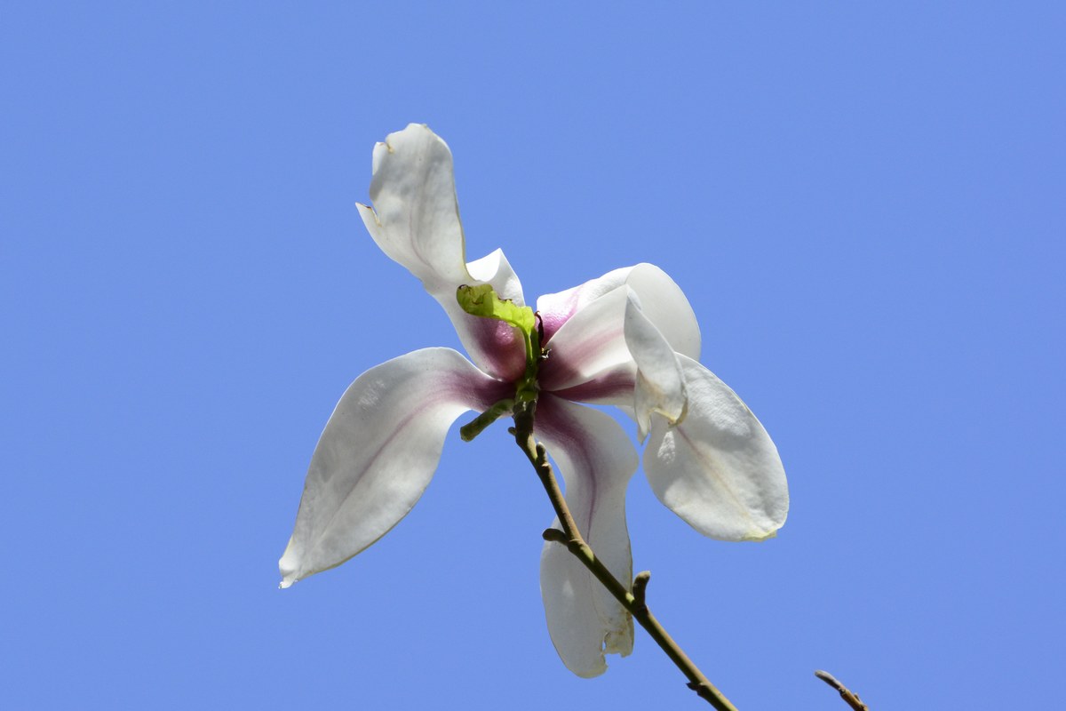 nEO_IMG__DSC0917.jpg