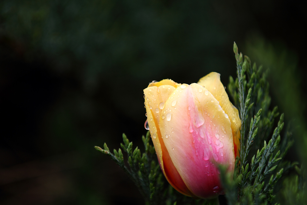 IMG_4849.JPG