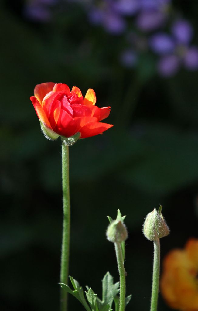IMG_2795.JPG