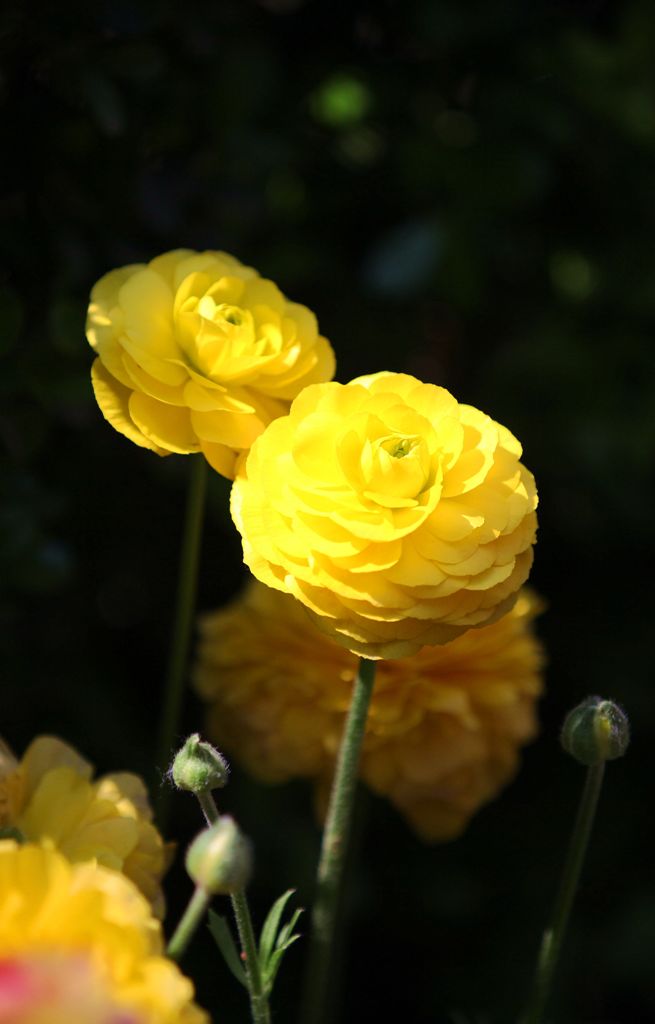 IMG_3210.JPG