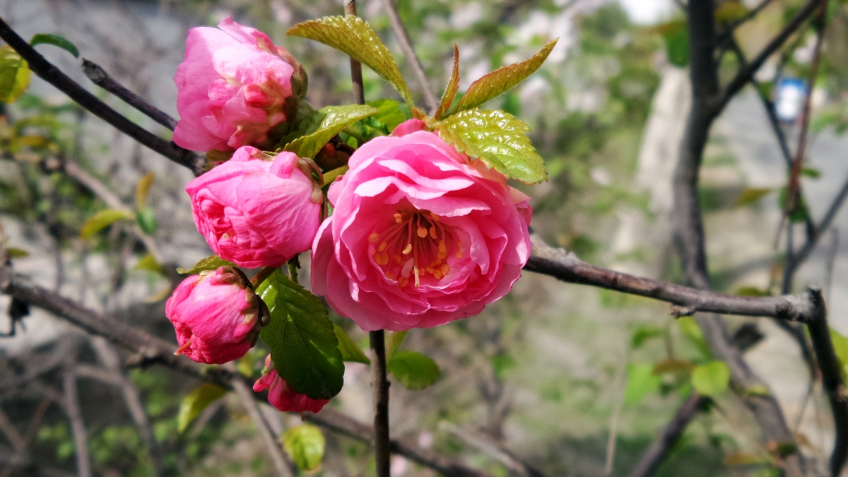 nEO_IMG_20150420_114217.jpg