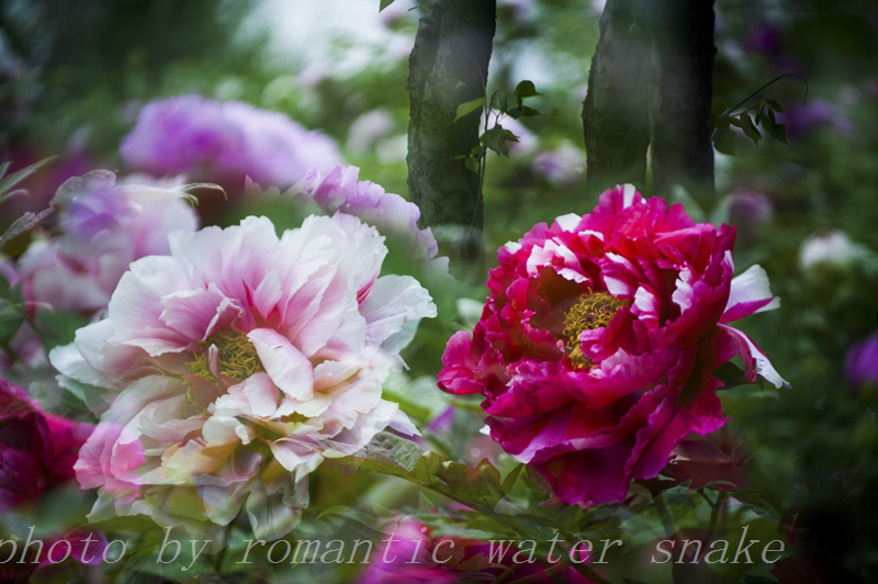 DSC_8591-1.jpg