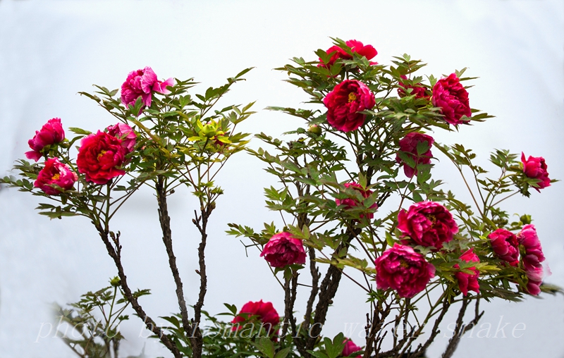 DSC_8602.jpg