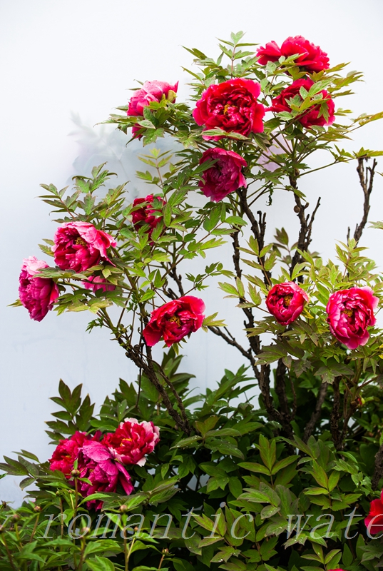 DSC_8606.jpg