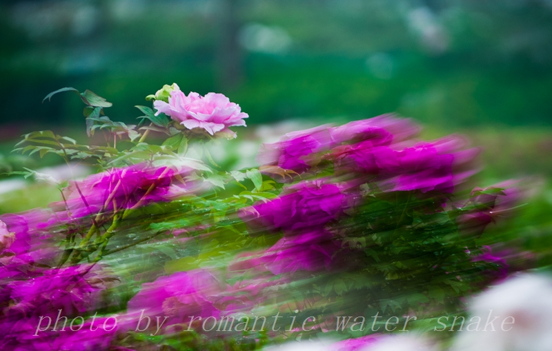 DSC_8622.jpg