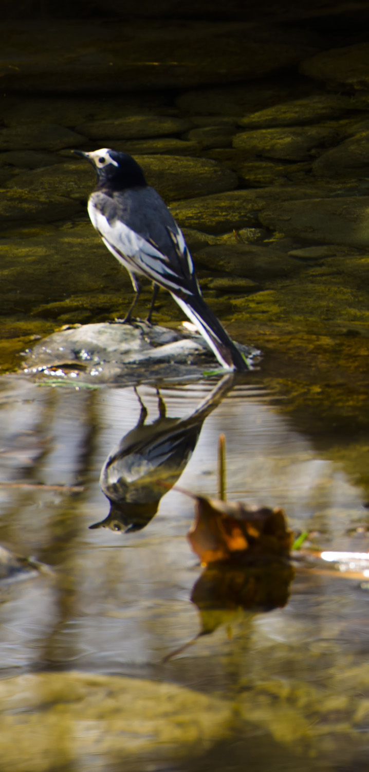 _DSC6043.JPG