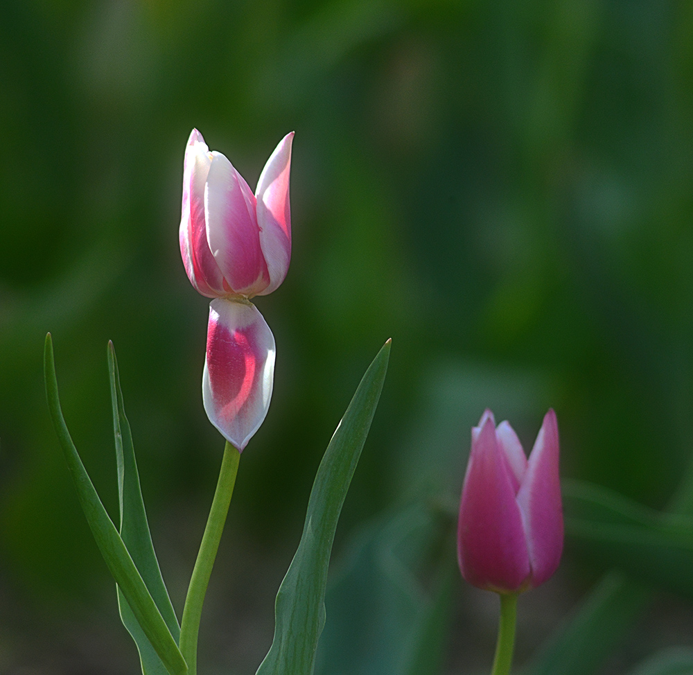 DSC_6720 .jpg