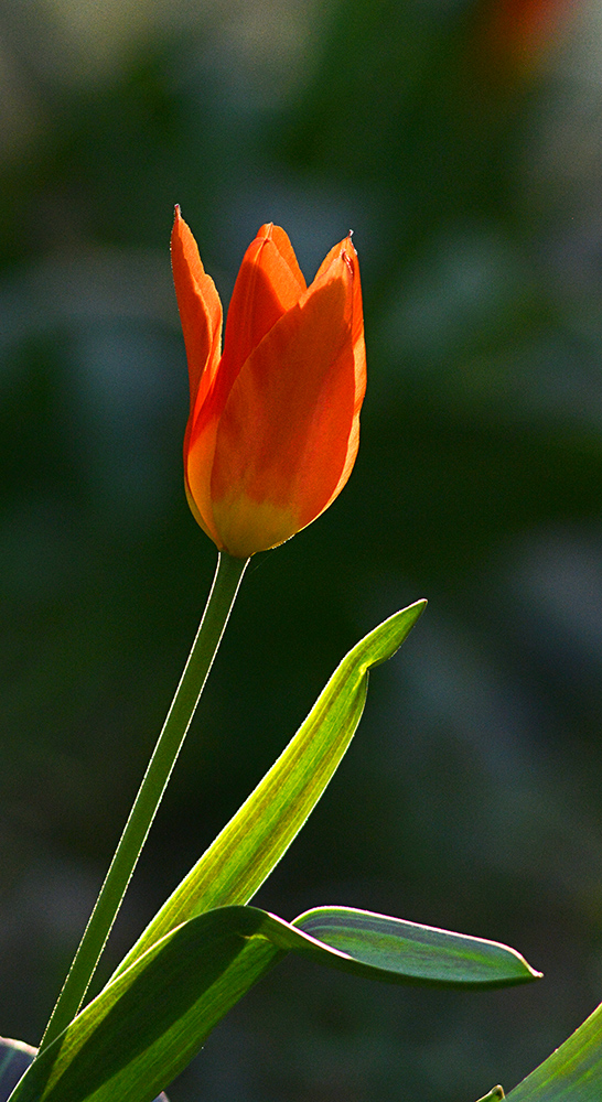DSC_6856 .jpg