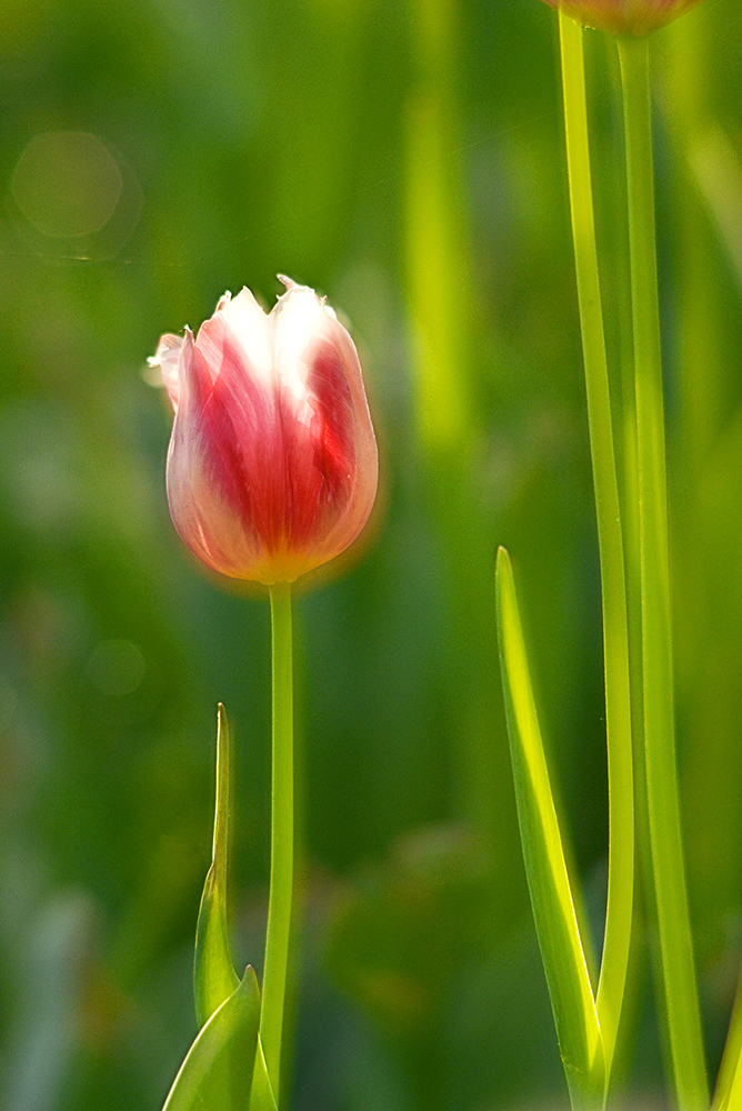 DSC_7065 .jpg