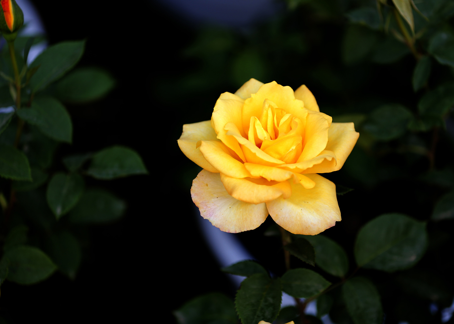 _N0P7716.jpg