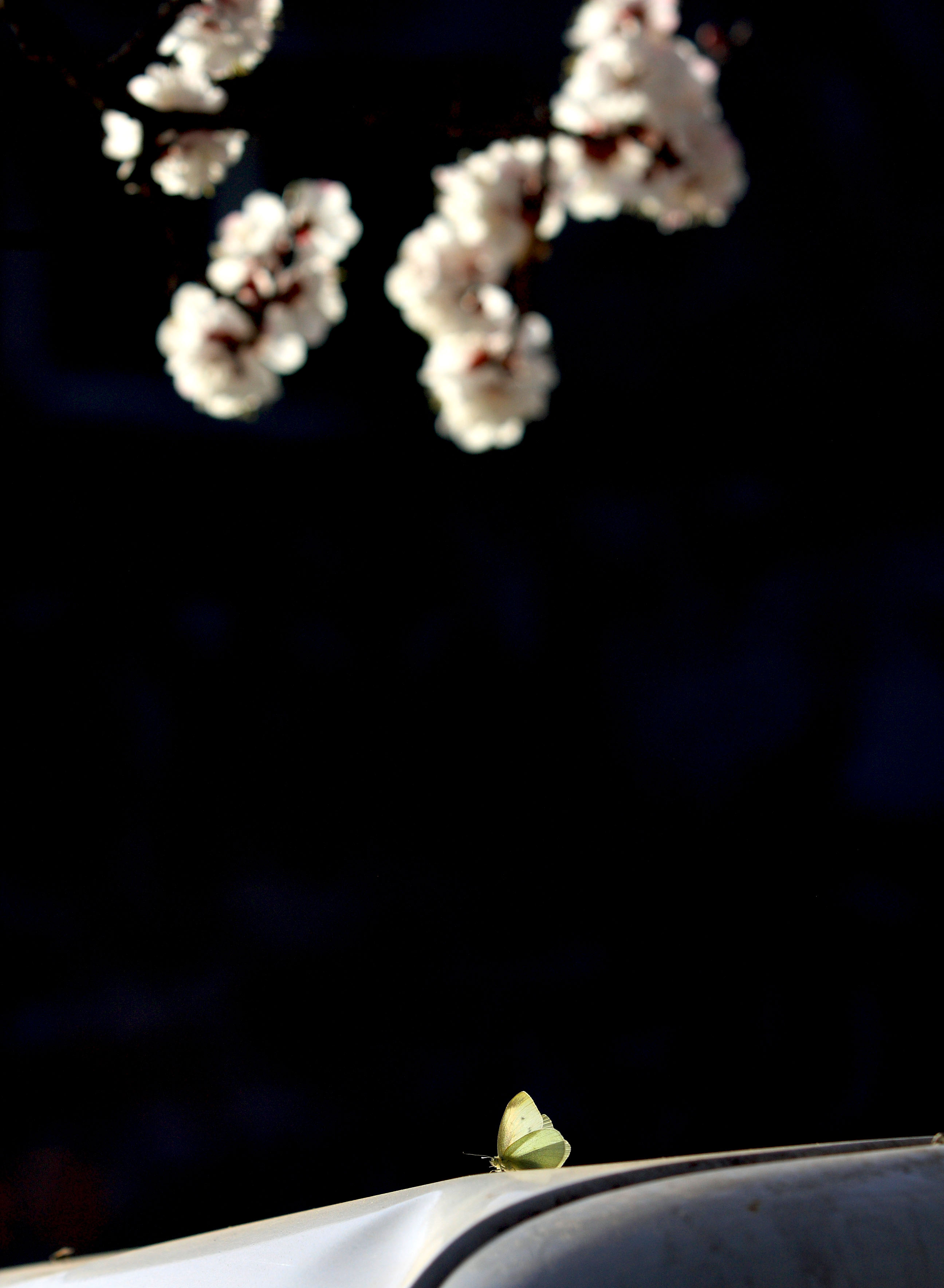 _MG_9516.JPG