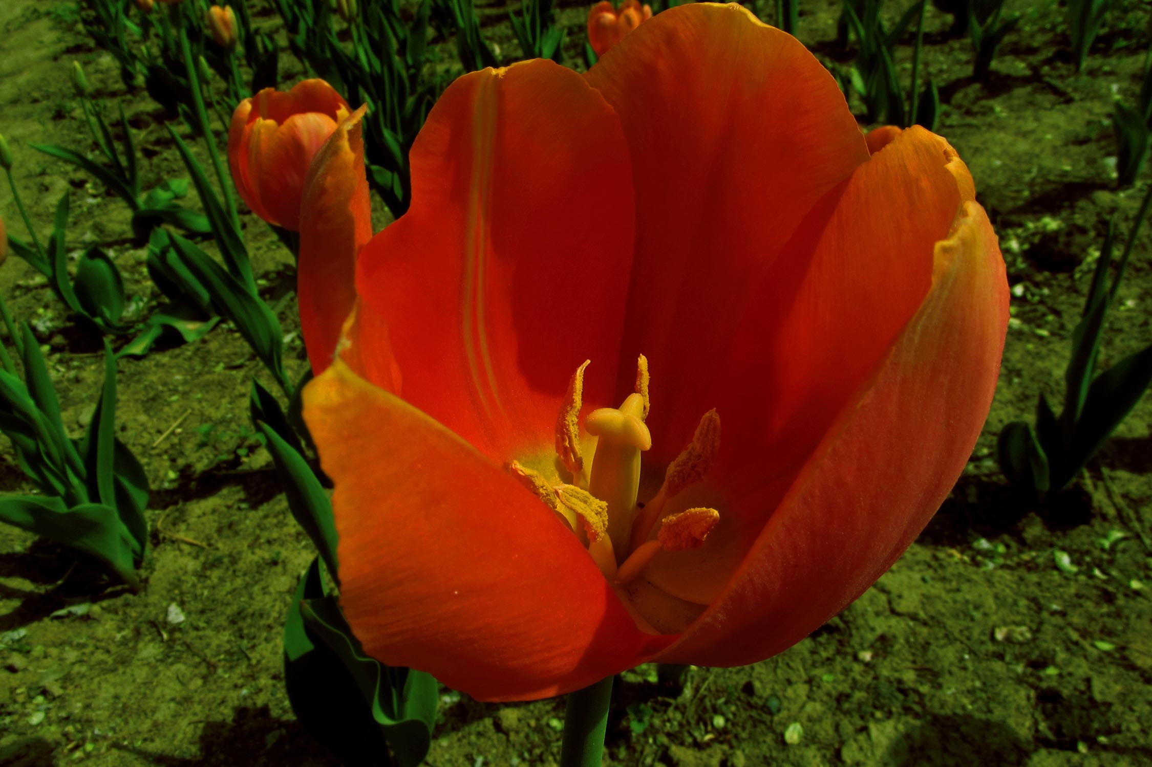 IMG_4702.jpg