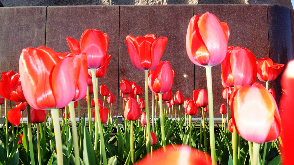 nEO_IMG_20150502_081704.jpg