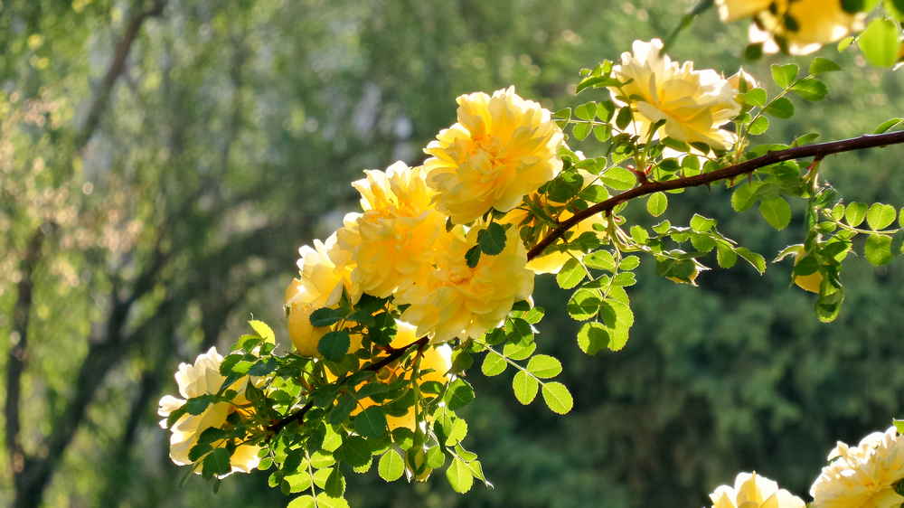 nEO_IMG_20150502_090238_Richtone(HDR).jpg