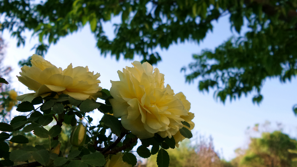 nEO_IMG_20150502_090756.jpg