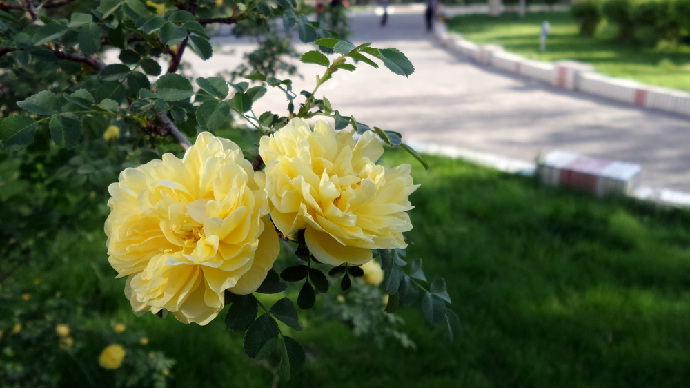nEO_IMG_20150502_091402.jpg