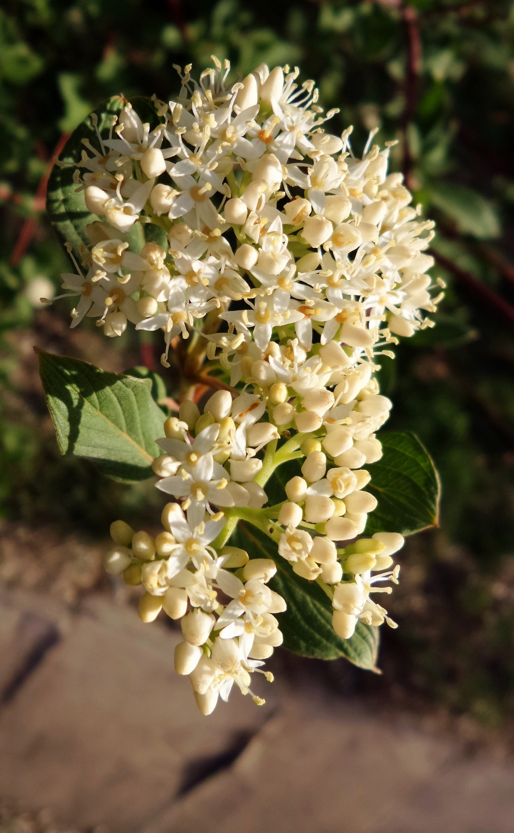 n20150502_094416.jpg