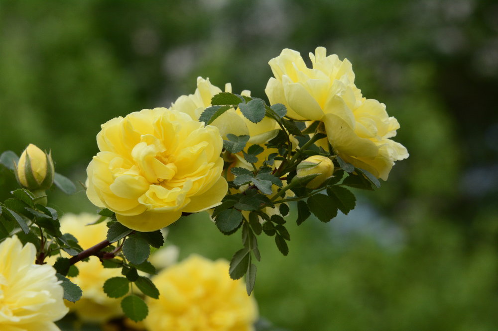 nEO_IMG__DSC1110.jpg