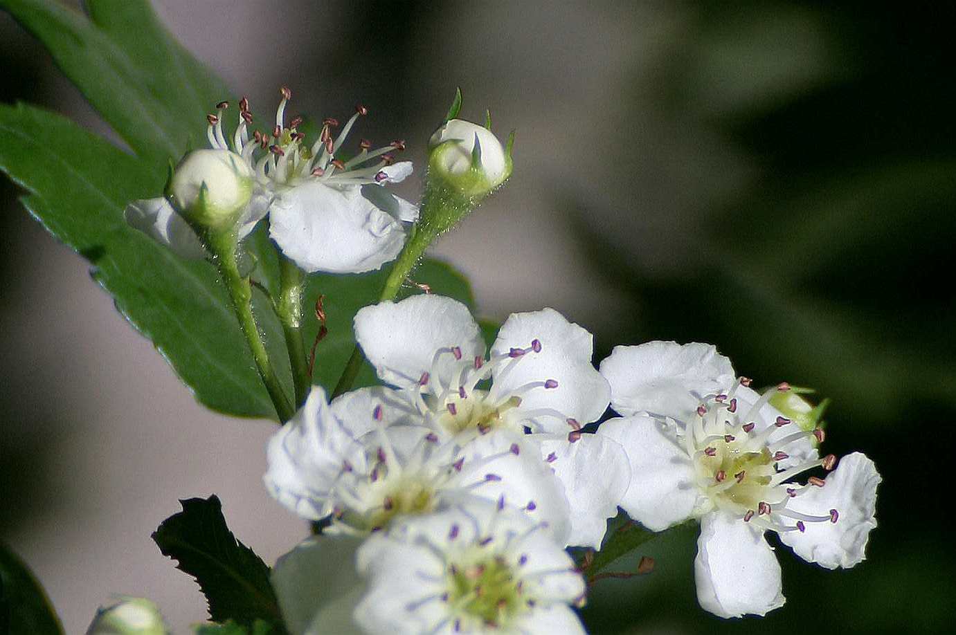 IMG_3490__.jpg