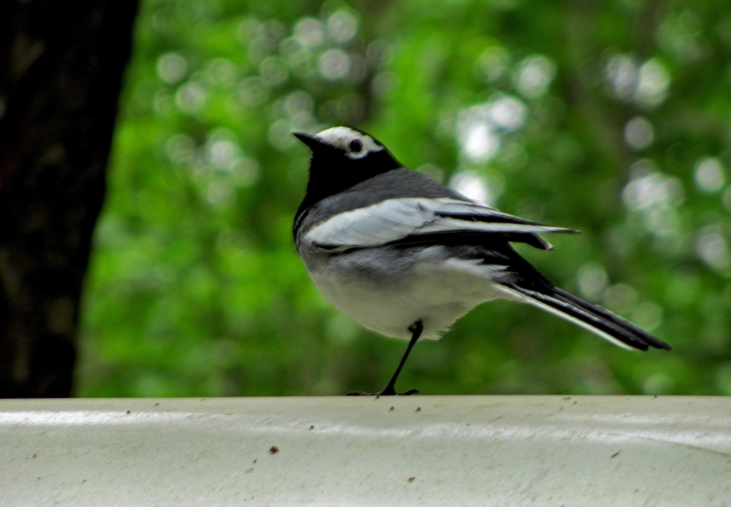 IMG_4675.jpg