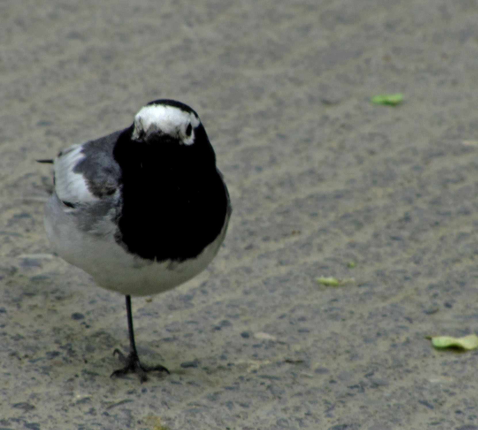 IMG_4677.jpg