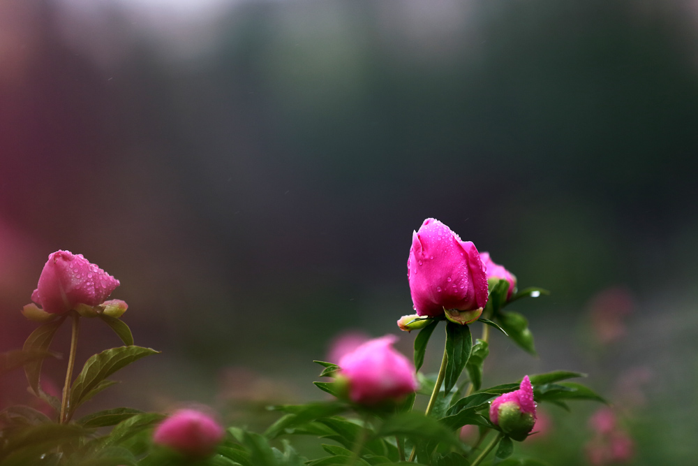 7U2A0645.JPG