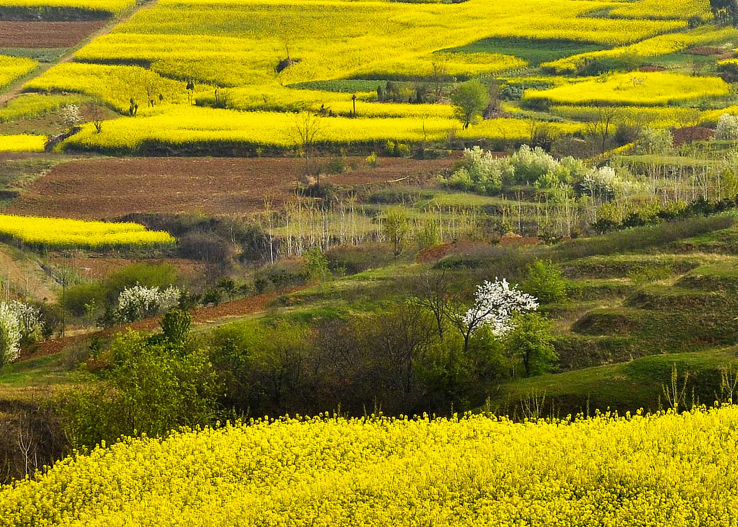 _DSC6656.jpg