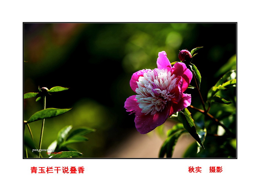 MV4A8921.JPG