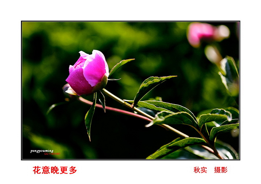 MV4A8929.JPG