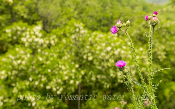 0_71842_4429d4bb4db366b.jpg