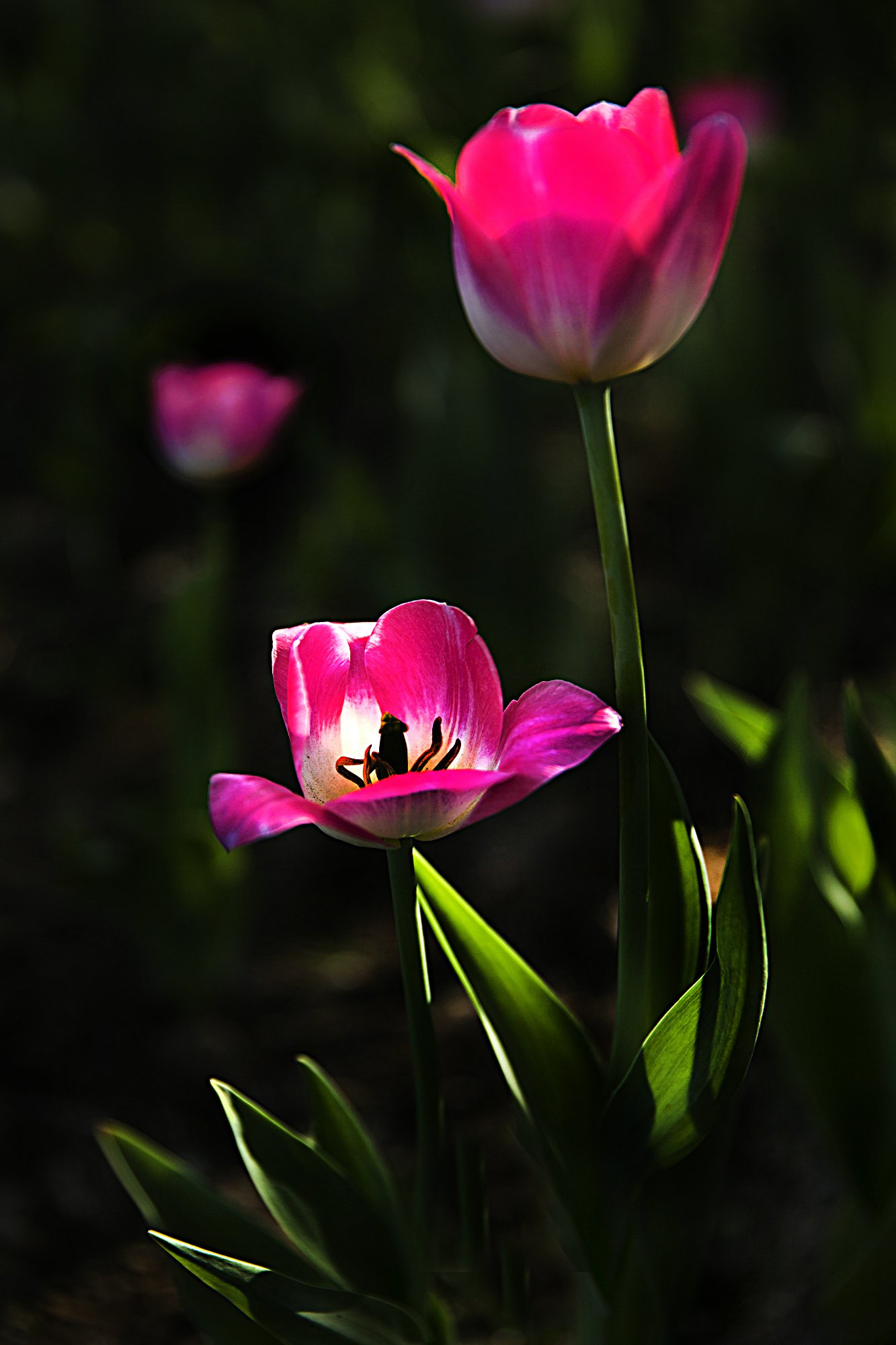 IMG_4493q.jpg