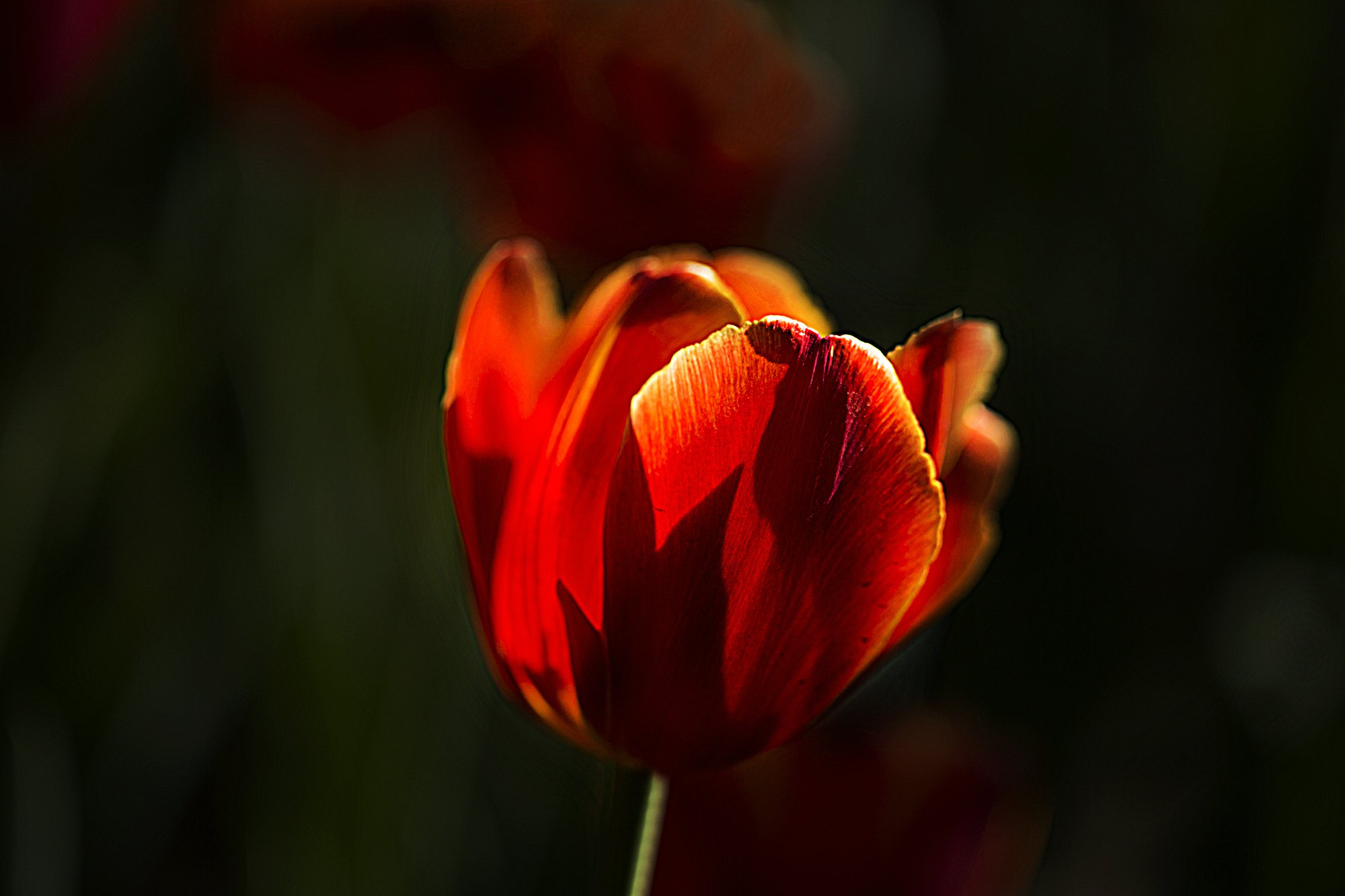 IMG_4518q.jpg