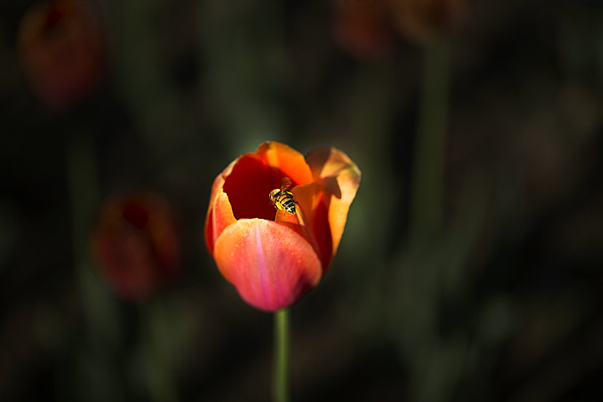 IMG_4548q.jpg